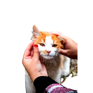 Close Up Of A Red And White Cat Being Gently Held Outdoors In TüRkiye. 12714 - Cat PNG image with transparent background